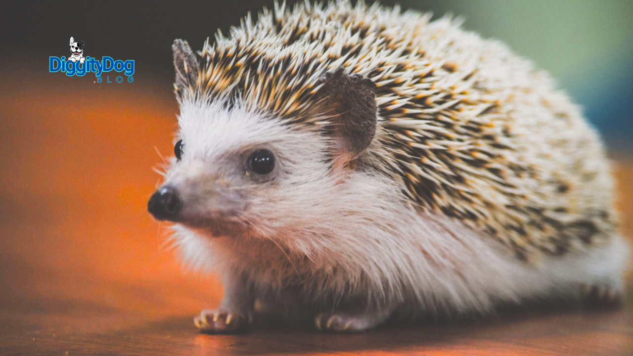 Caring for a Pet Hedgehog