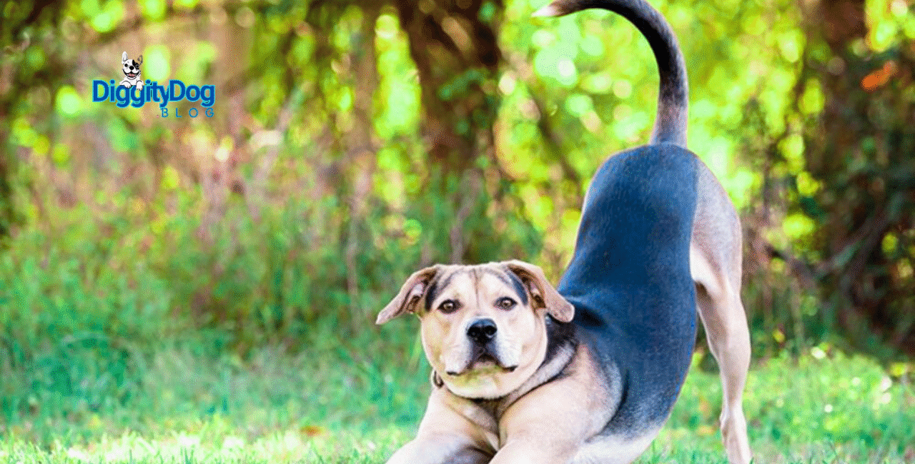 Why Do Dogs Wag Their Tails