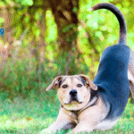 Why Do Dogs Wag Their Tails