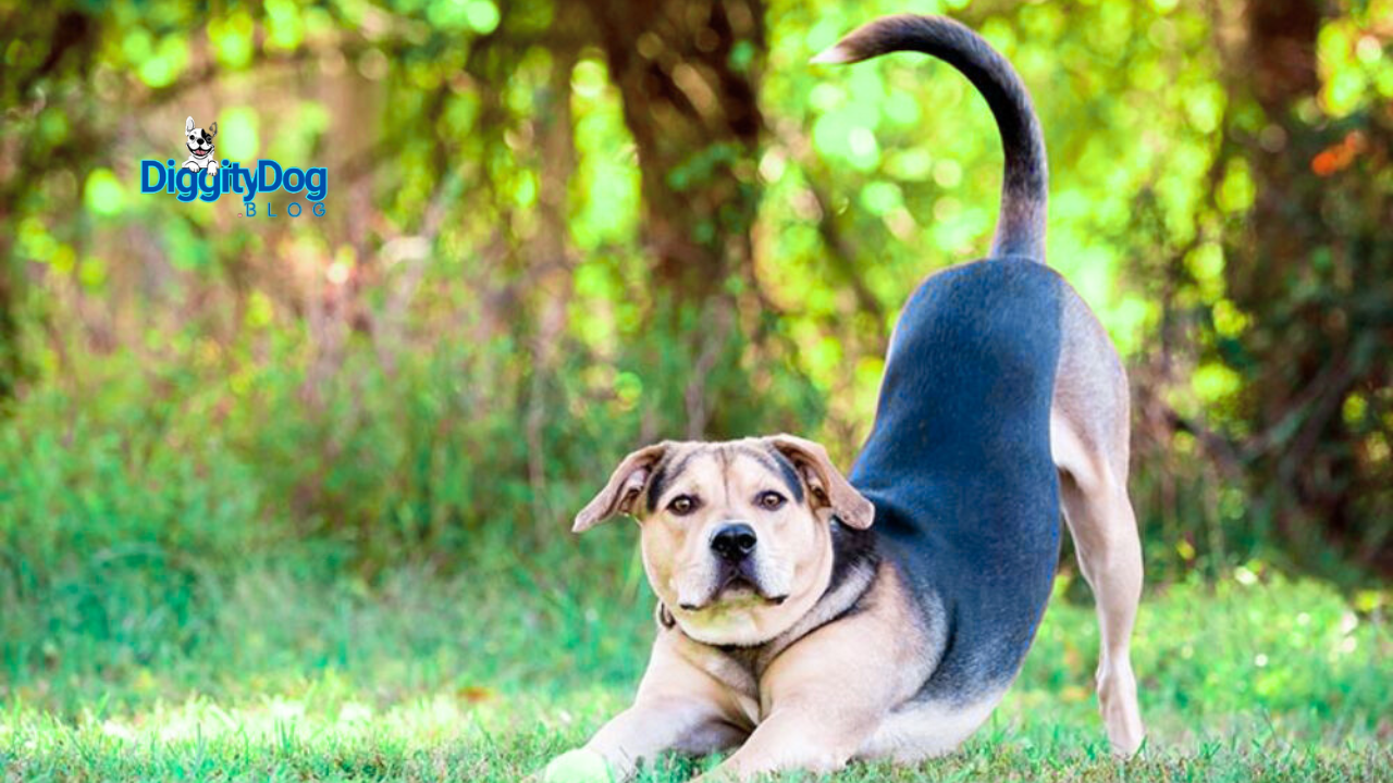 Why Do Dogs Wag Their Tails