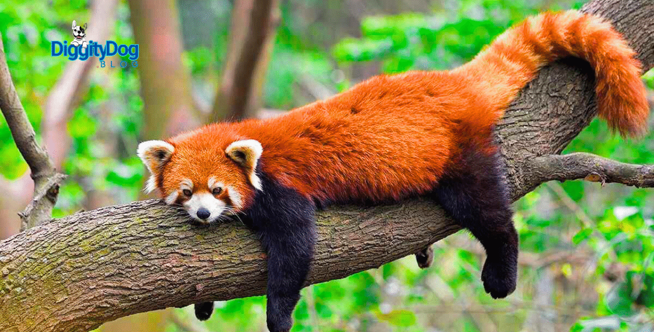 15 Fascinating Facts About Red Pandas
