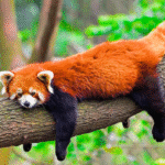 15 Fascinating Facts About Red Pandas
