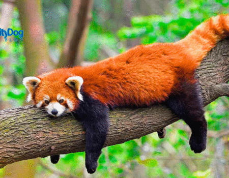 15 Fascinating Facts About Red Pandas