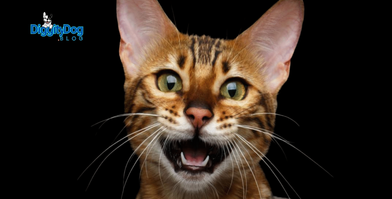 Why Your Cat Meows at Night