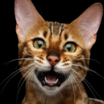 Why Your Cat Meows at Night