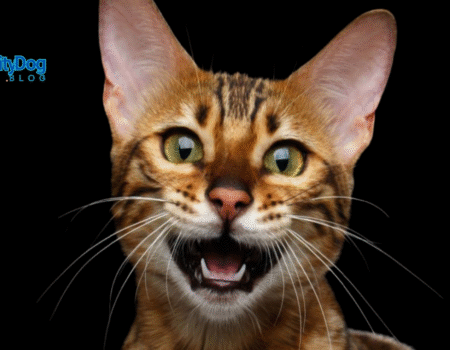 Why Your Cat Meows at Night