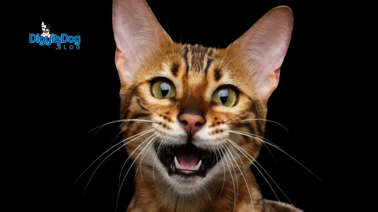 Why Your Cat Meows at Night