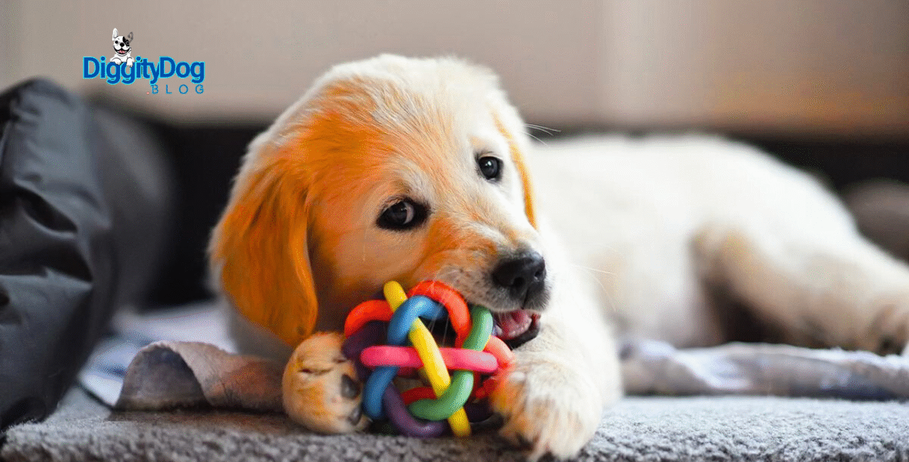 How to Stop Puppy Whining in Crate