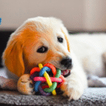 How to Stop Puppy Whining in Crate