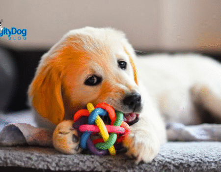 How to Stop Puppy Whining in Crate