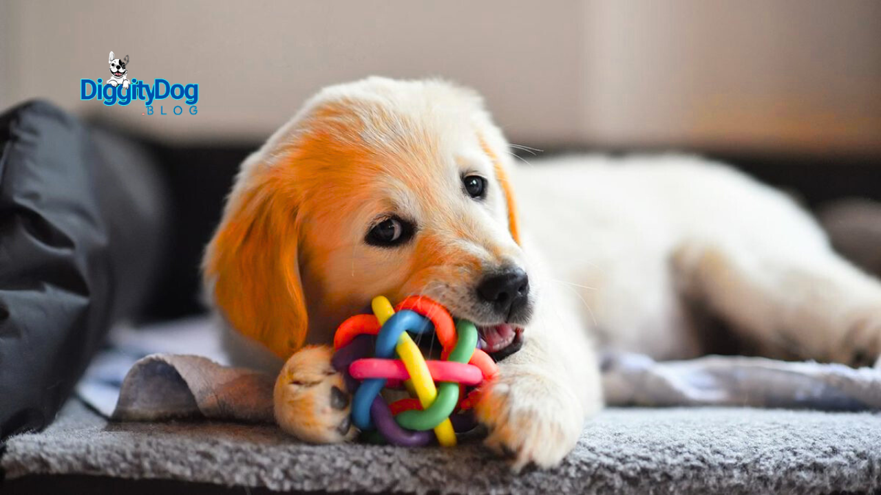 How to Stop Puppy Whining in Crate