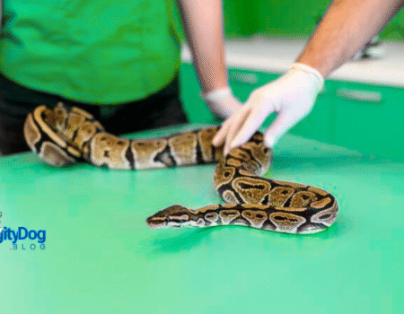 Finding a Reptile Veterinarian