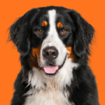 Bernese Mountain Dog Health Issues