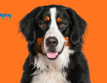 Bernese Mountain Dog Health Issues