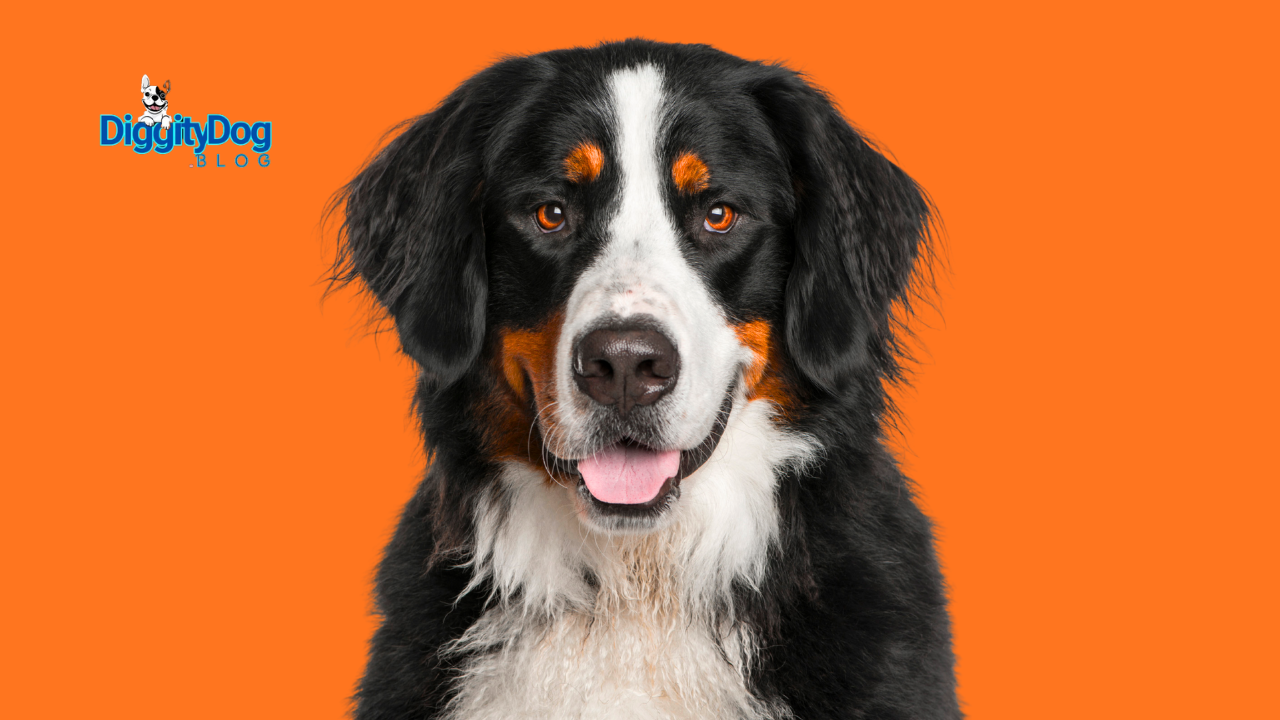 Bernese Mountain Dog Health Issues