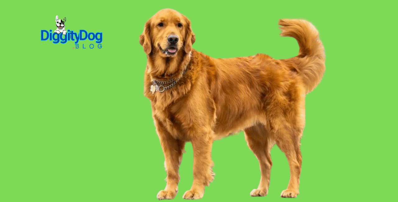 10 Easiest Puppies to Train