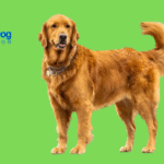 10 Easiest Puppies to Train