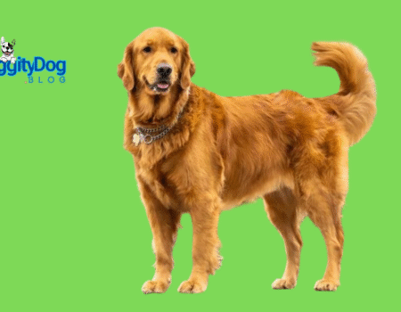 10 Easiest Puppies to Train