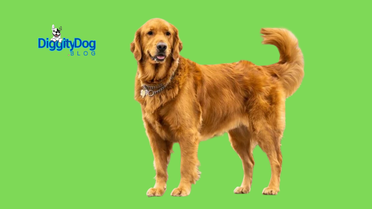 10 Easiest Puppies to Train