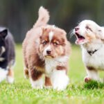 Puppy Socialization