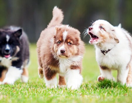 Puppy Socialization