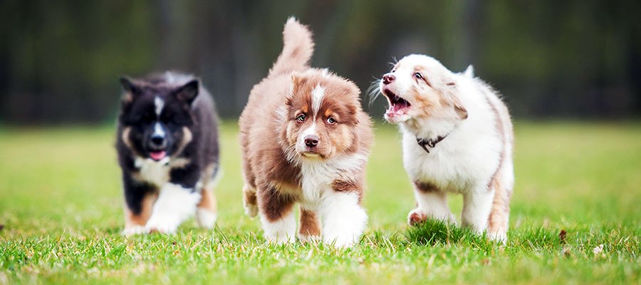 Puppy Socialization
