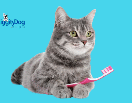 How to Improve Cat Dental Health