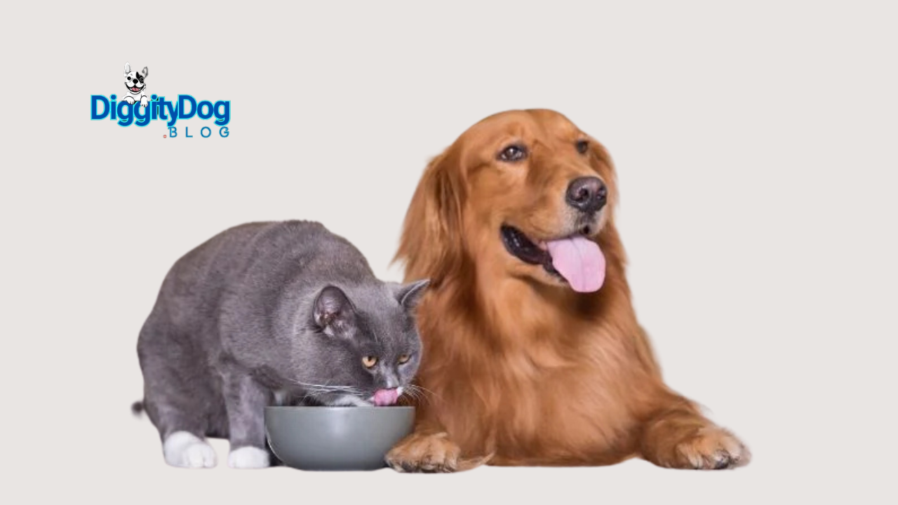 Can Dogs Eat Cat Food