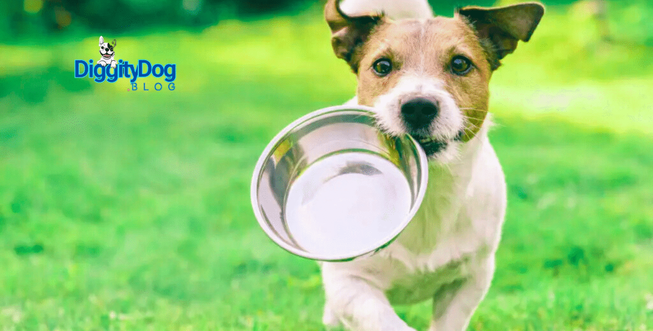 How to Improve Dog Gut Health