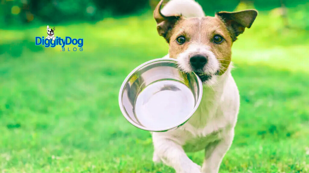 How to Improve Dog Gut Health