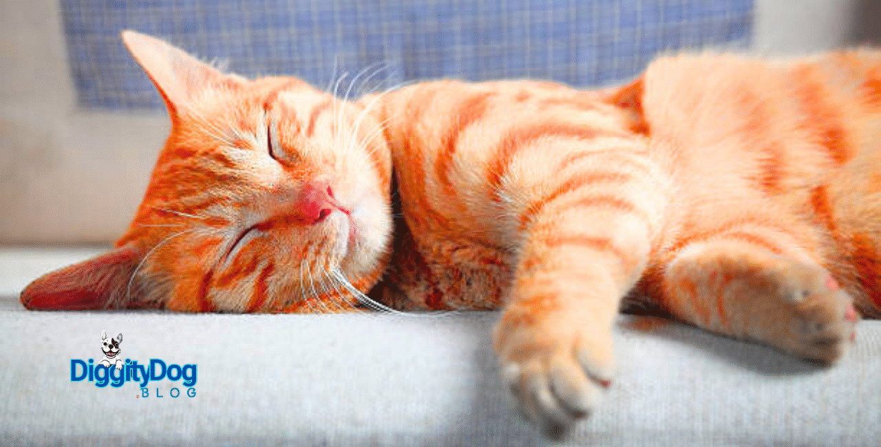 Why Does My Cat Sleep So Much