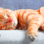 Why Does My Cat Sleep So Much