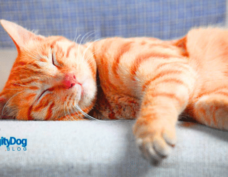 Why Does My Cat Sleep So Much