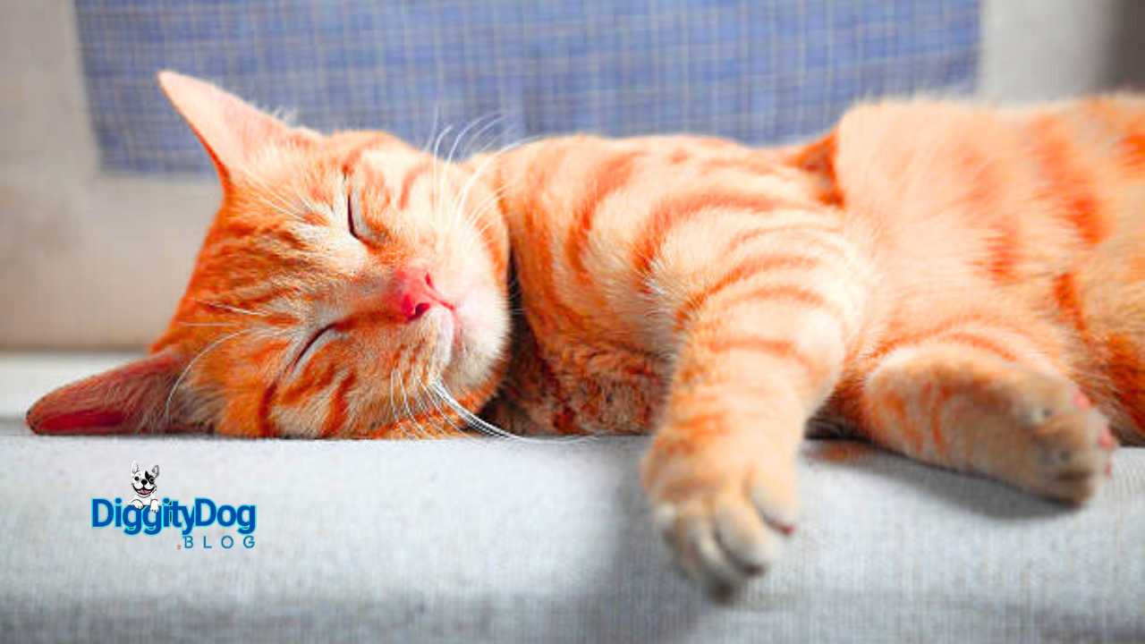 Why Does My Cat Sleep So Much