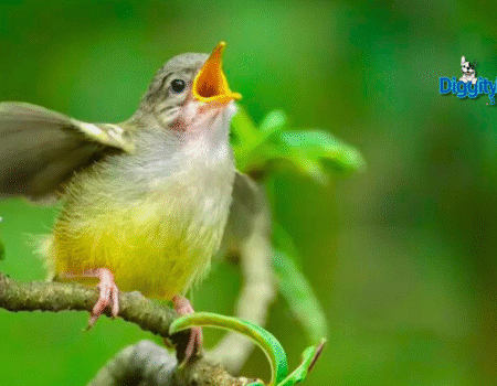 Why Do Birds Sing in the Morning