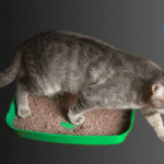 Cat Litter Box Training Tips