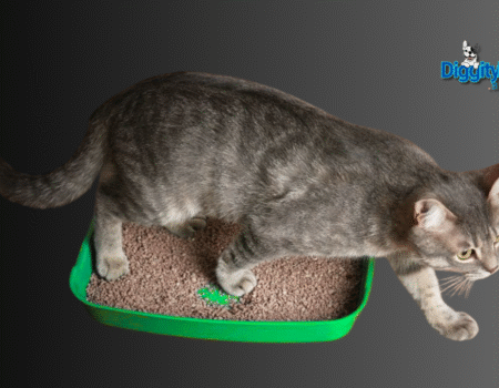 Cat Litter Box Training Tips