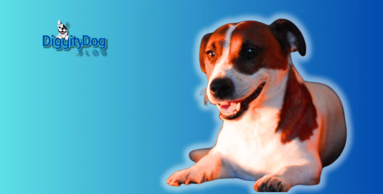 How to Stop Dog Barking at Night