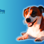 How to Stop Dog Barking at Night