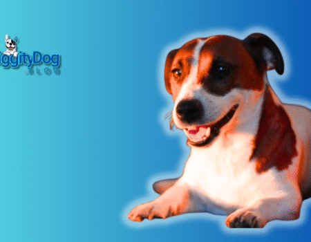 How to Stop Dog Barking at Night