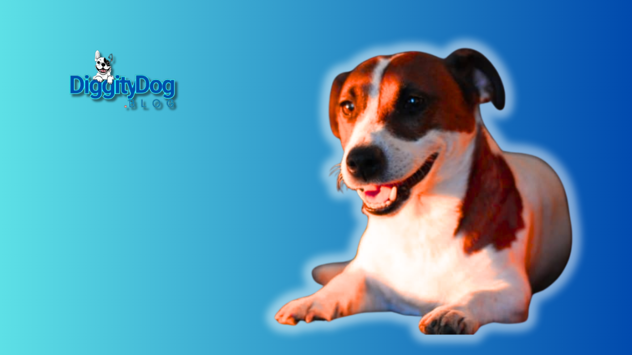 How to Stop Dog Barking at Night