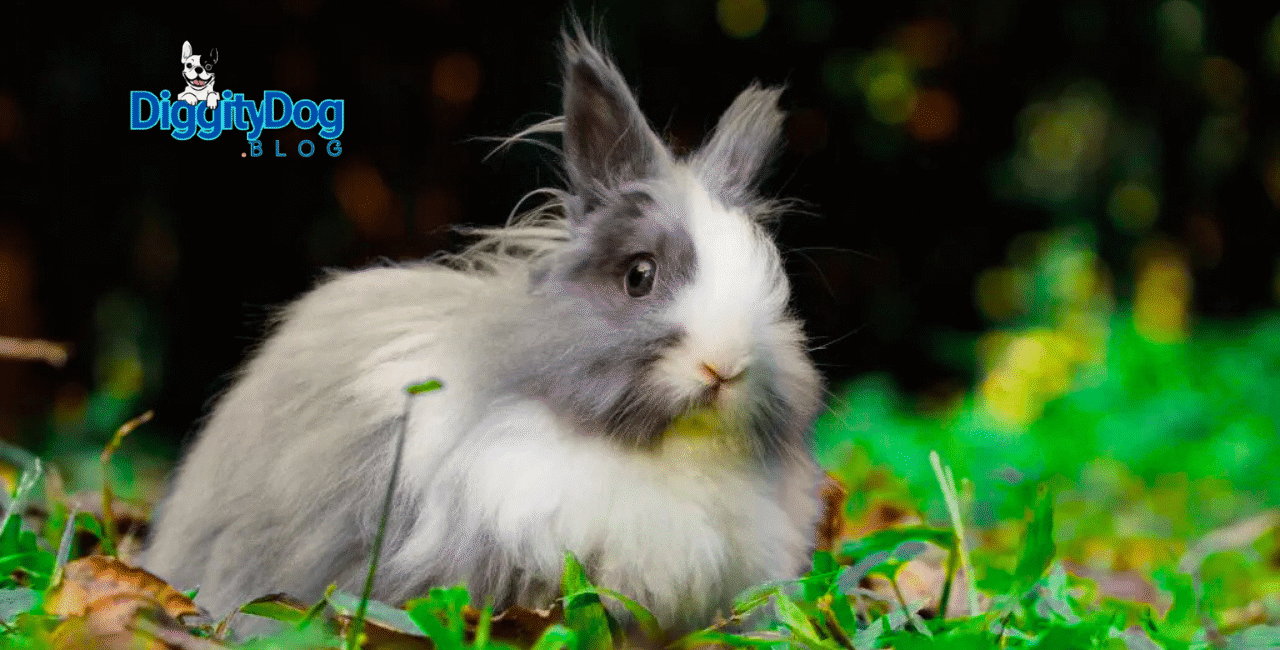 How to Tell If Rabbit Is Pregnant