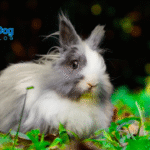 How to Tell If Rabbit Is Pregnant