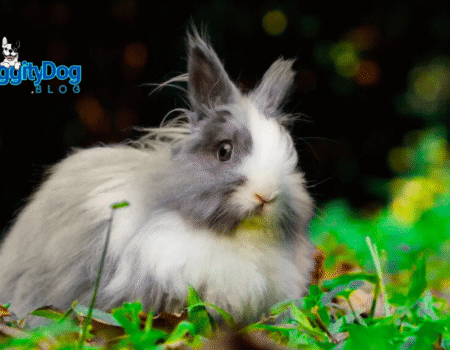 How to Tell If Rabbit Is Pregnant