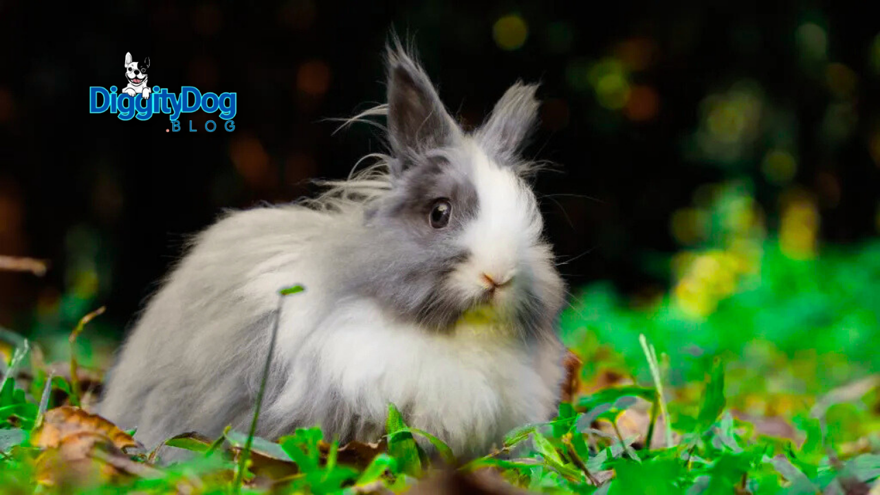 How to Tell If Rabbit Is Pregnant