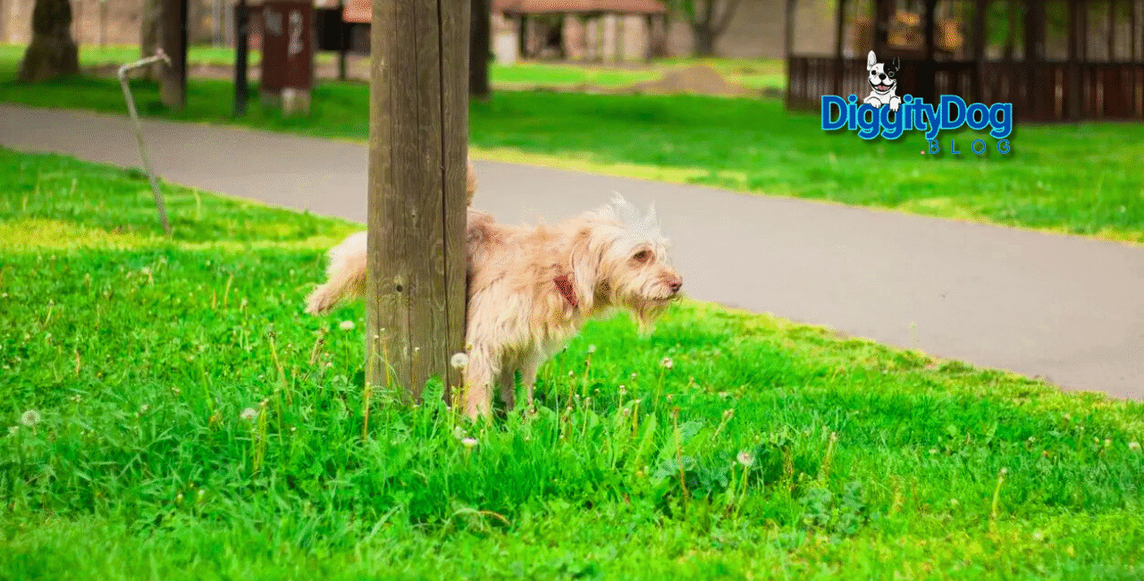 Signs of UTI in Female Dogs