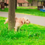 Signs of UTI in Female Dogs