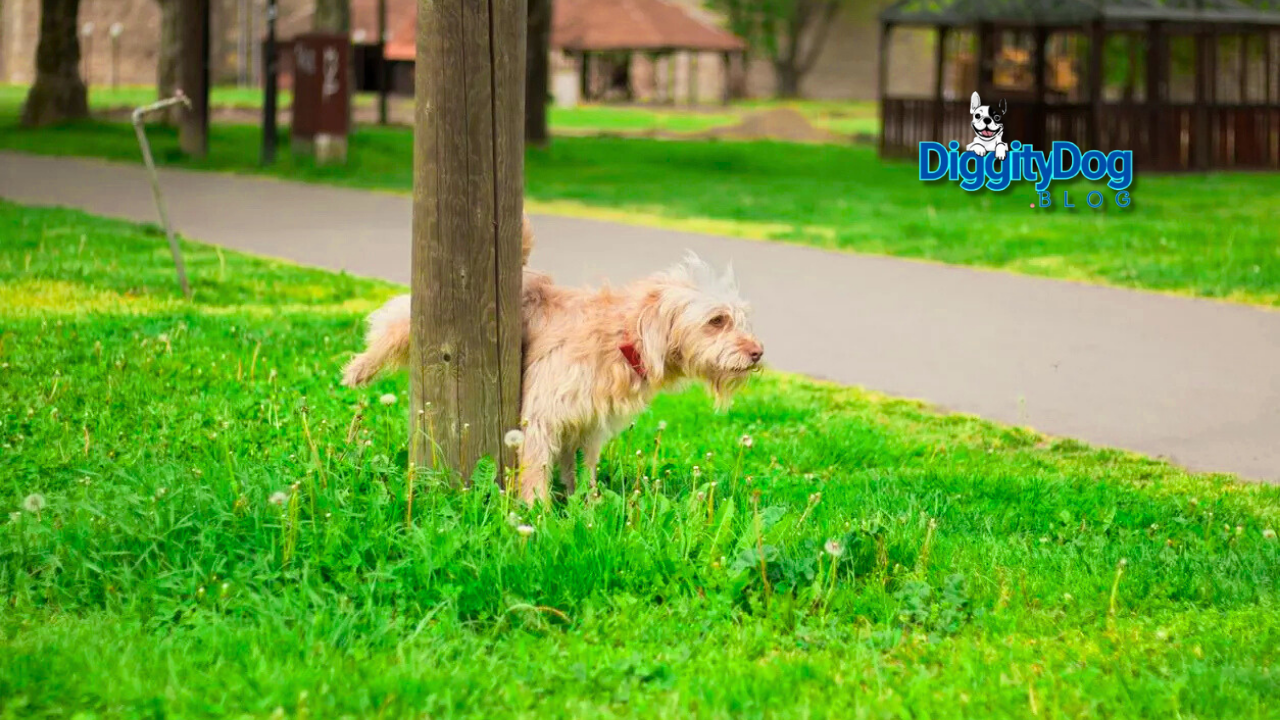 Signs of UTI in Female Dogs