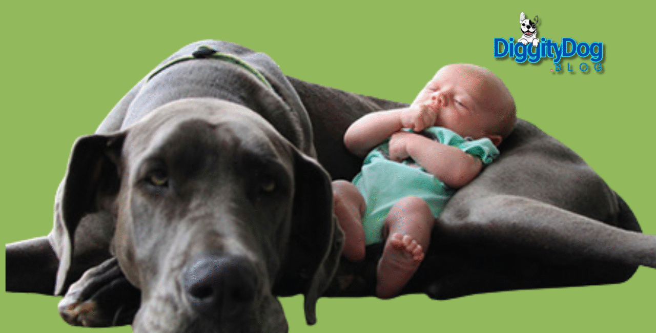 Dog and Baby Best Friends