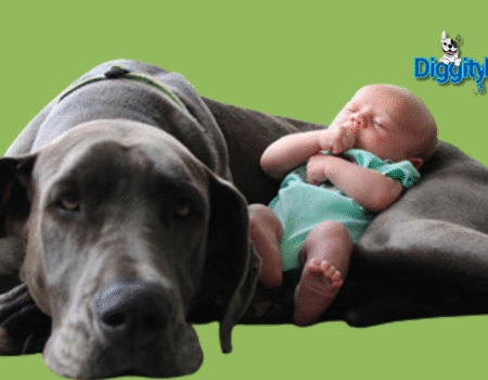 Dog and Baby Best Friends